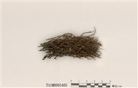 藏品(石蕊屬)的圖片